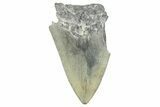 Bargain, Fossil Megalodon Tooth - Serrated Blade #343444-1